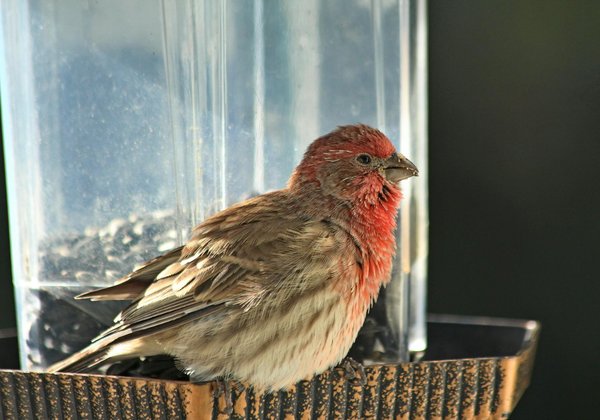 How to Train a Bird to Use a Foraging Toy?