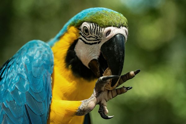 What Are the Best Practices for Managing a Parrot's Molt?